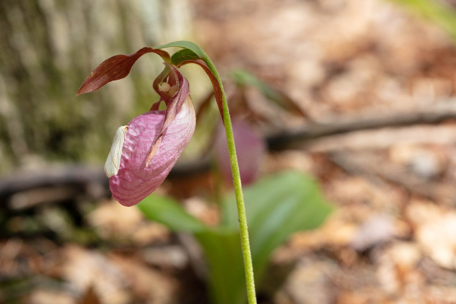 A side view of the same pink lady's slipper orchid with the same moth as in the previous photo