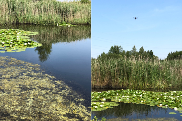 Old Moor Pond  & Pools