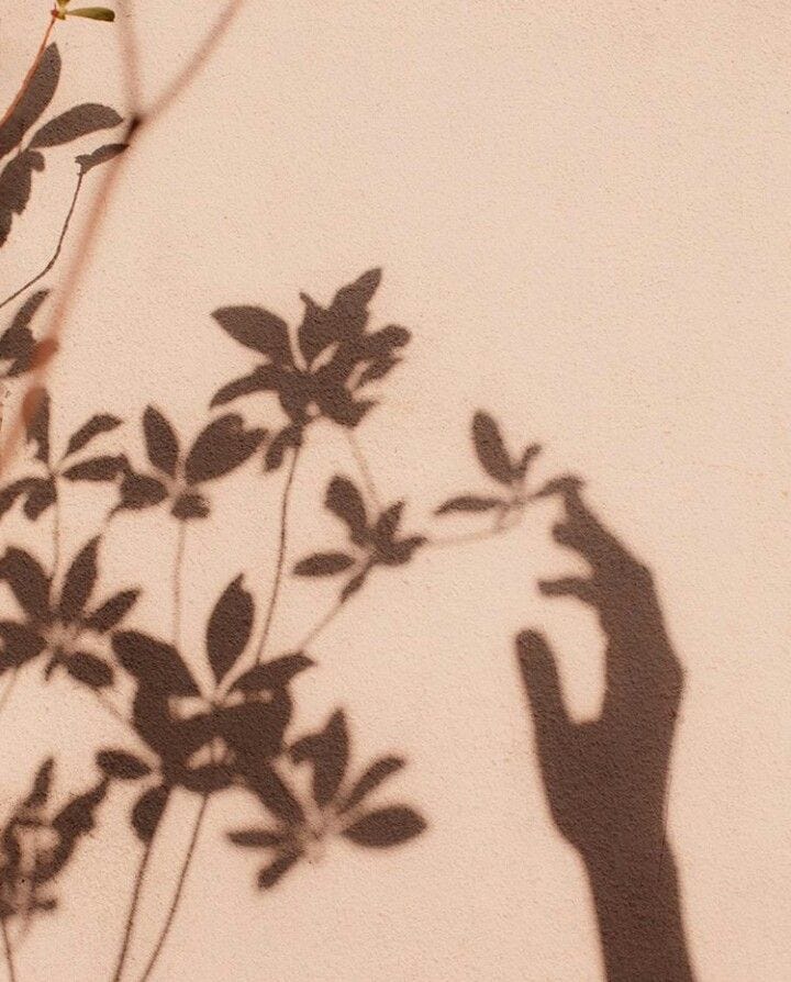 This may contain: the shadow of a person's hand on a wall next to a tree branch This may contain: the shadow of a person's hand on a wall next to a tree branch