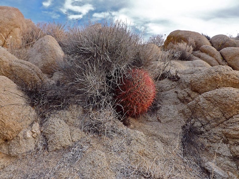 Sherry Killam photo of a complex round red combo hairdo person in the rocks.