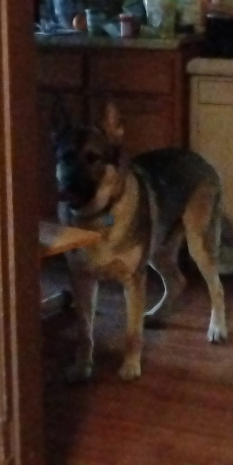 Our German Shepherd, Roscoe