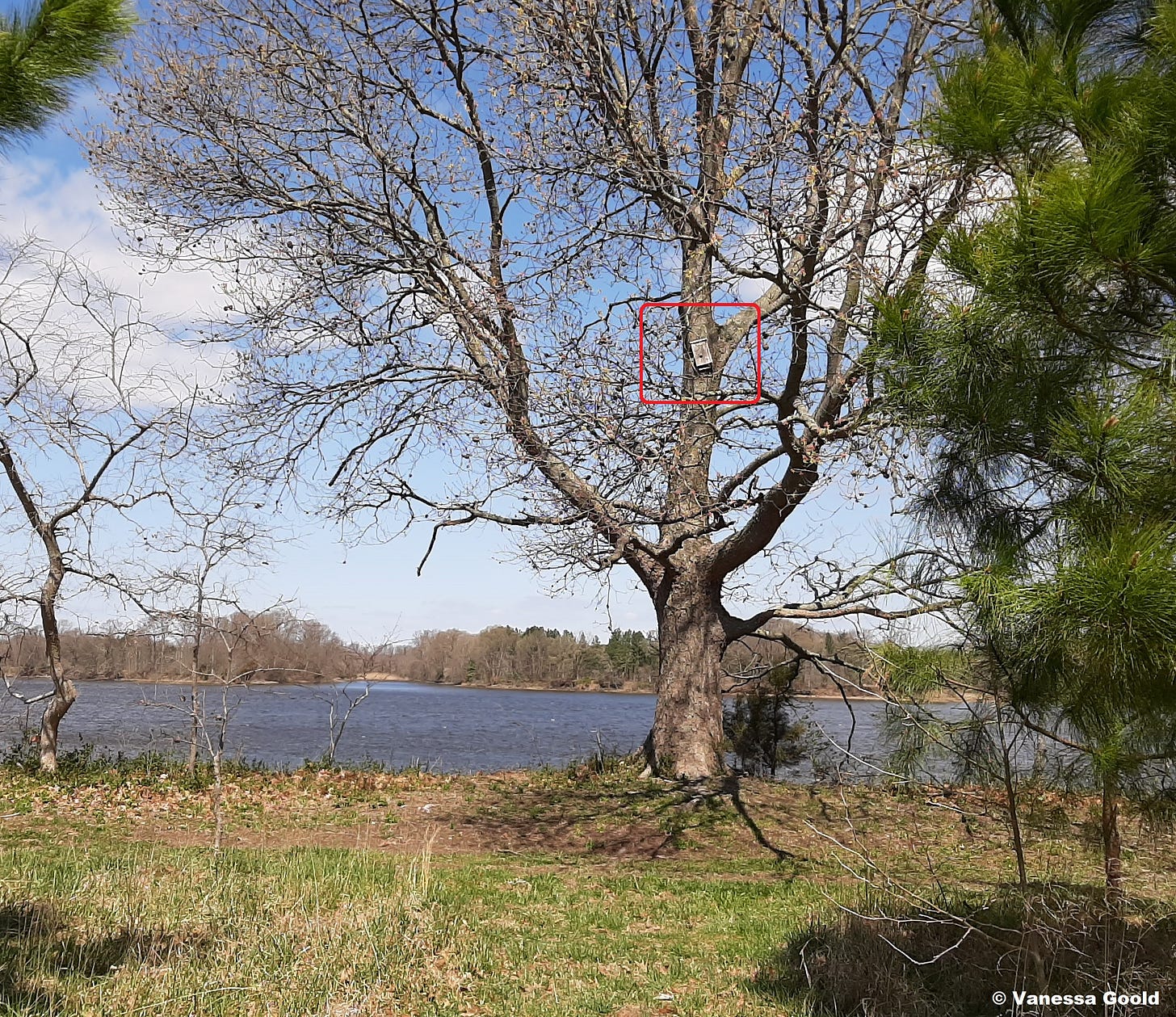 bat house on oak tree