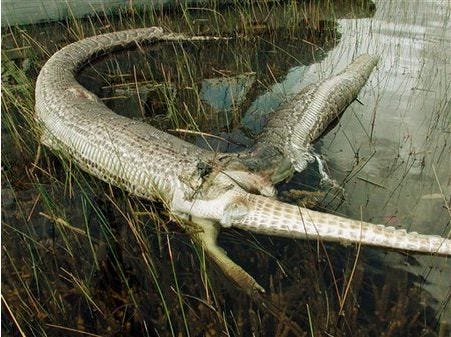 alligator verses python