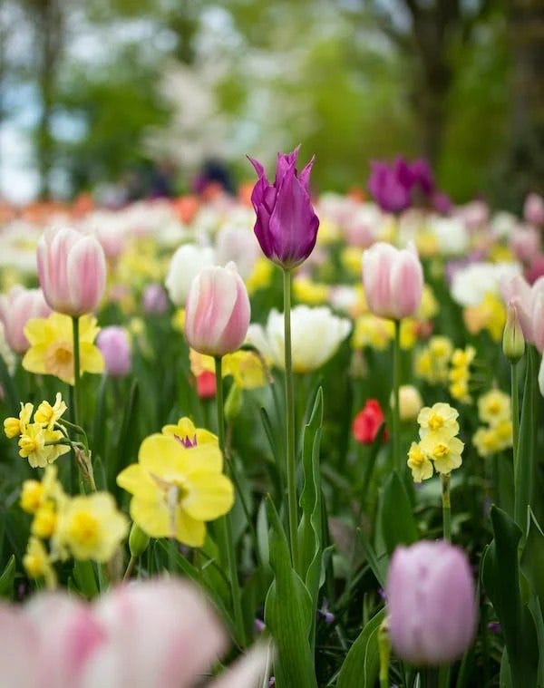 May be an image of flower and nature