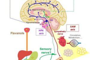 flavonol infographic