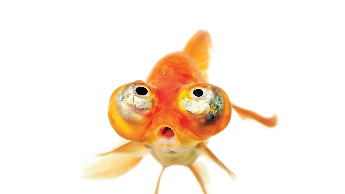 Goldfish, facts and photos | National Geographic