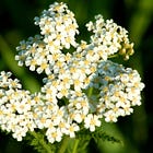 Day Four: YARROW