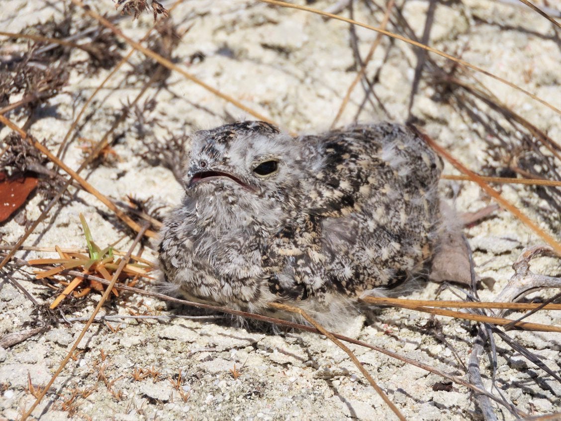 Antillean Nighthawk Chick With Feather Development