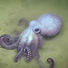 Discovering the Deep