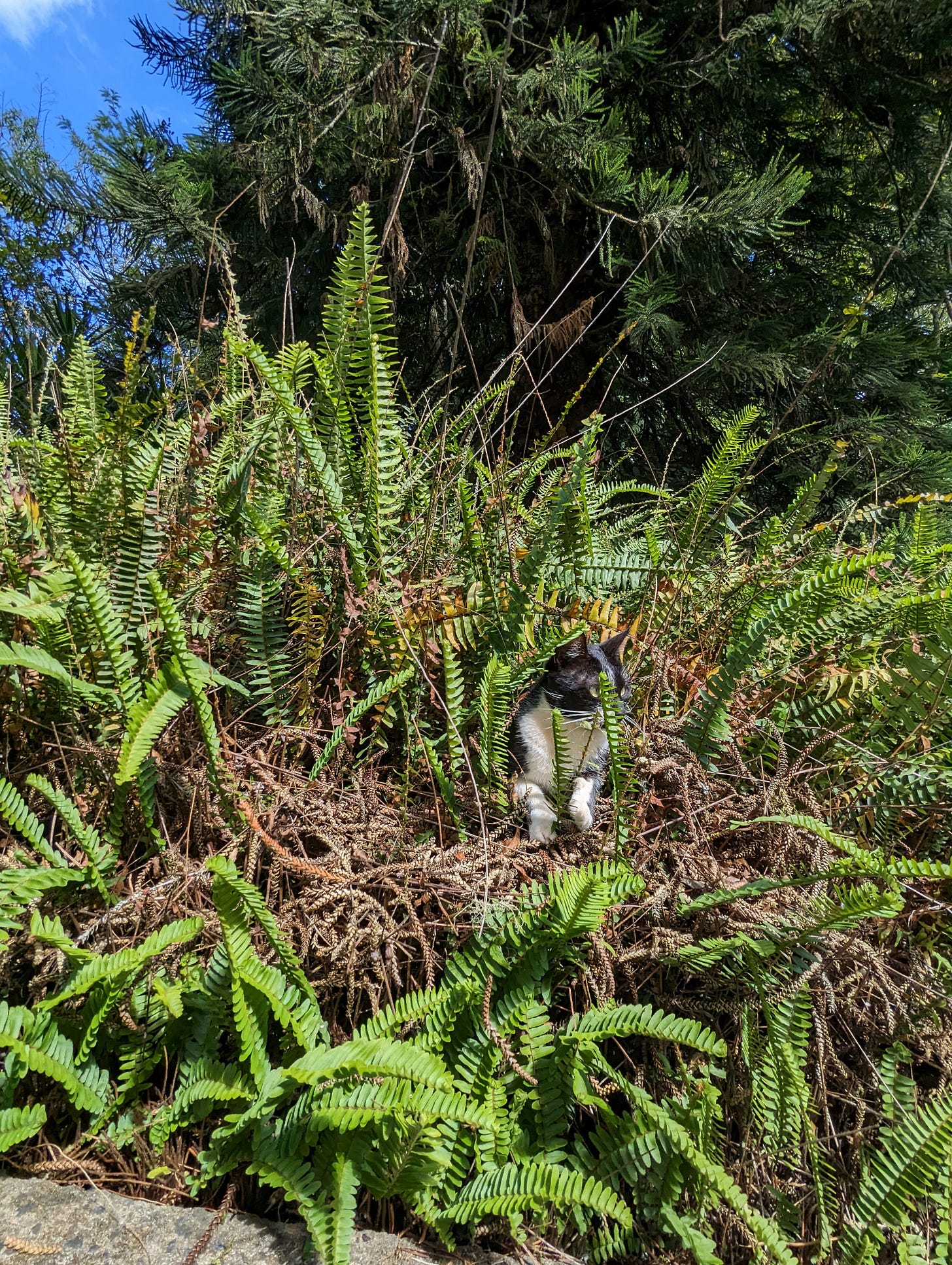 A tuxedo cat hidden amongst tall ferns.