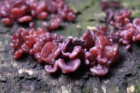The Forest's Hidden Workers: Purple Jellydisc and Crimped Gill Fungus
