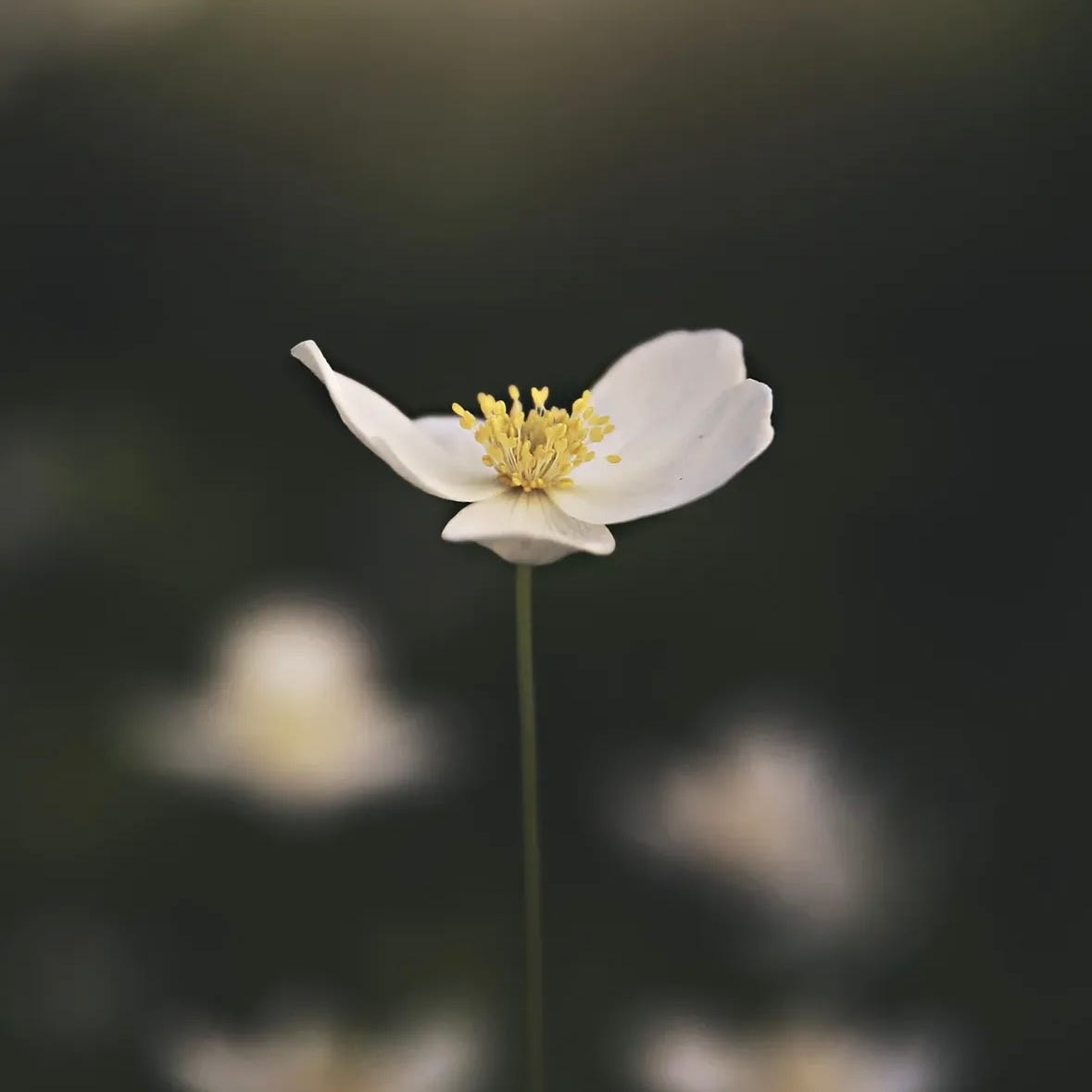 Celeste’s Substack