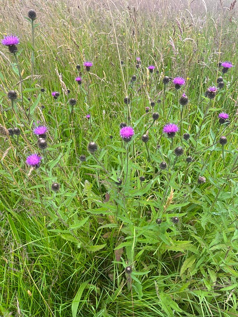 wildflowers