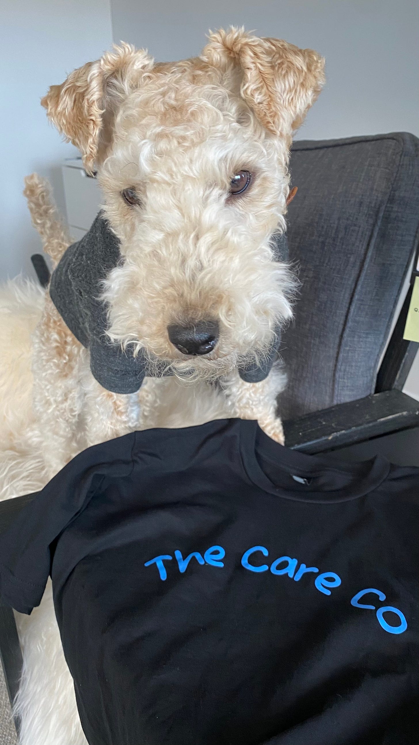 Nutmeg the lakeland terrier standing next to a t-shirt with “The Care Co” logo on it.