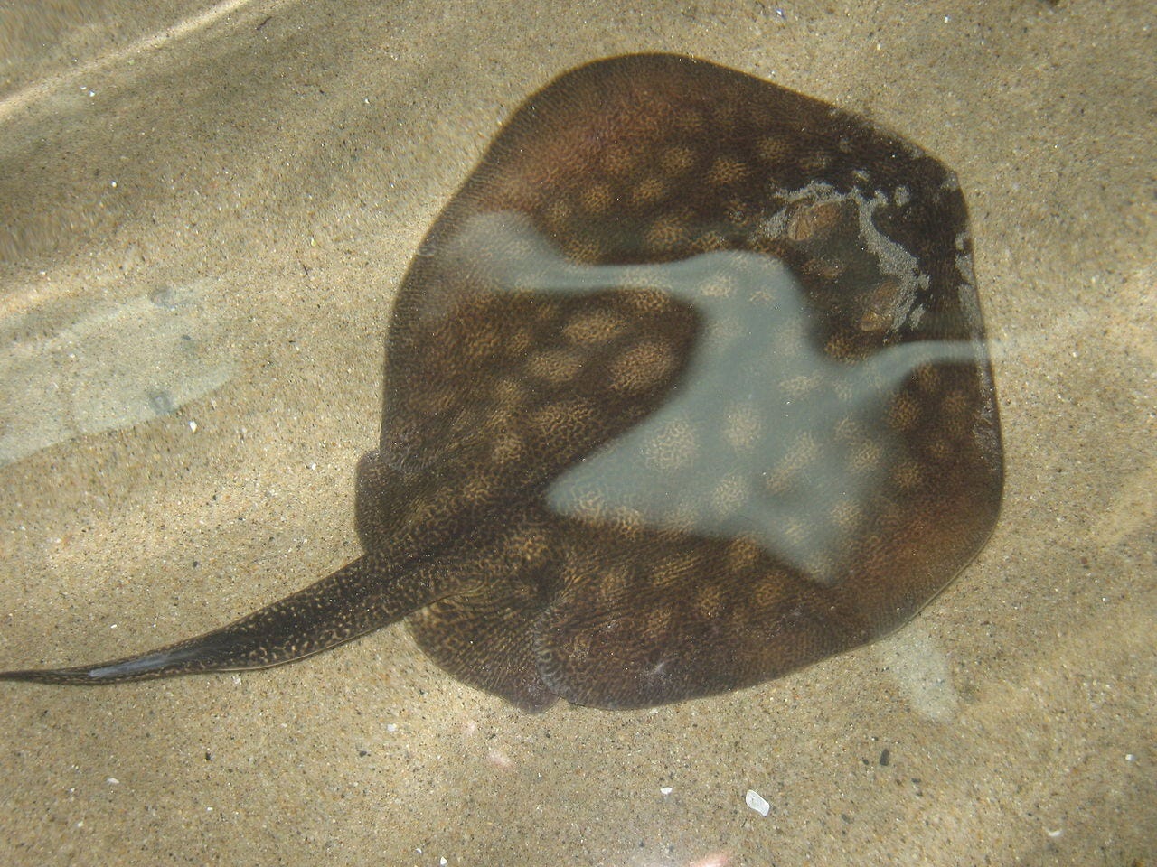 https://upload.wikimedia.org/wikipedia/commons/thumb/e/ed/Round_stingray.jpg/1280px-Round_stingray.jpg