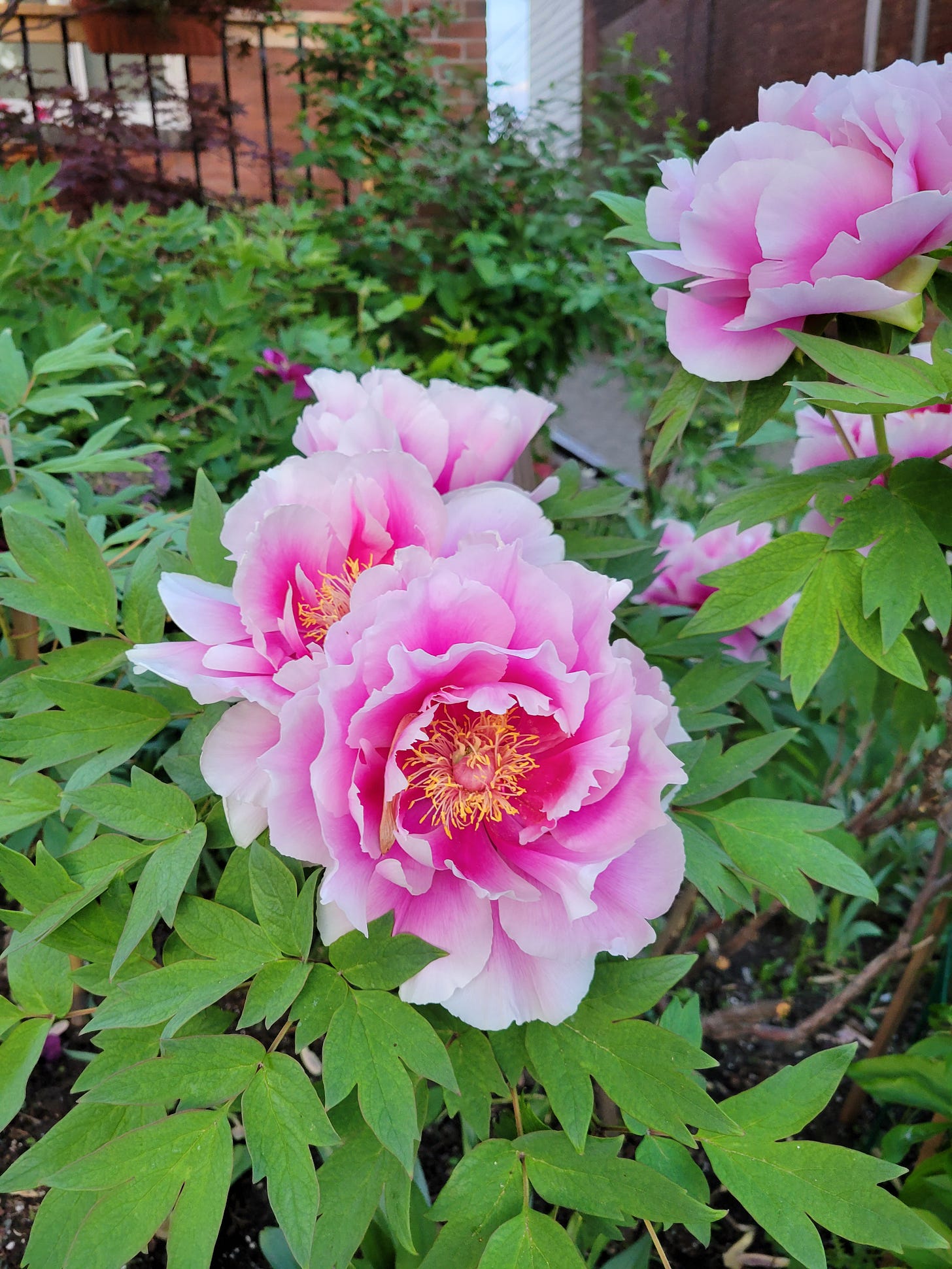 An image of bright pink peonies in Toronto spring