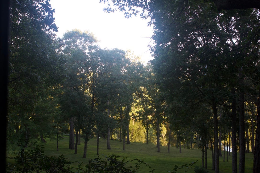 A group of trees in a forest

Description automatically generated