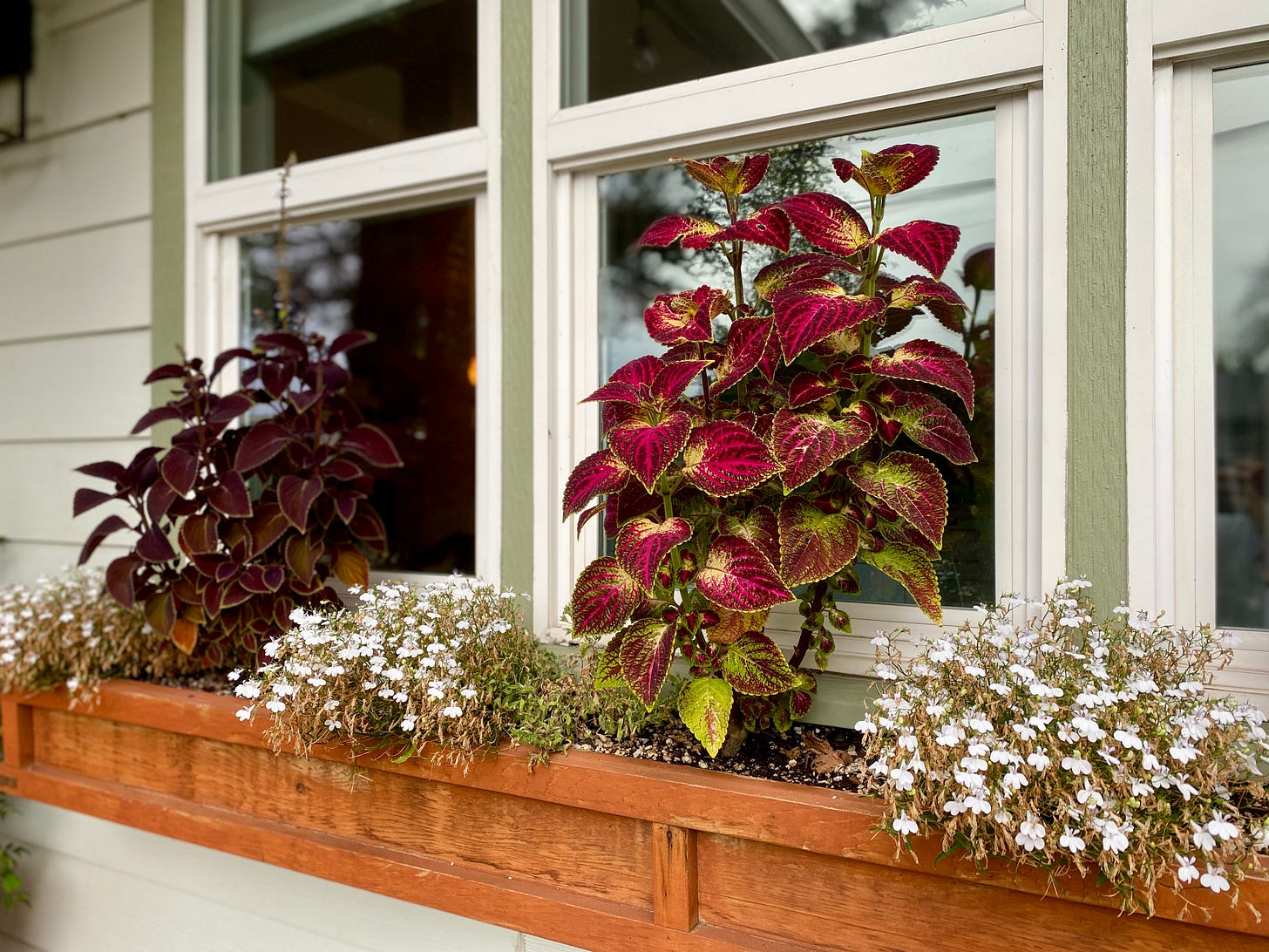 A window box filled with large coleus plants and small flowered plants