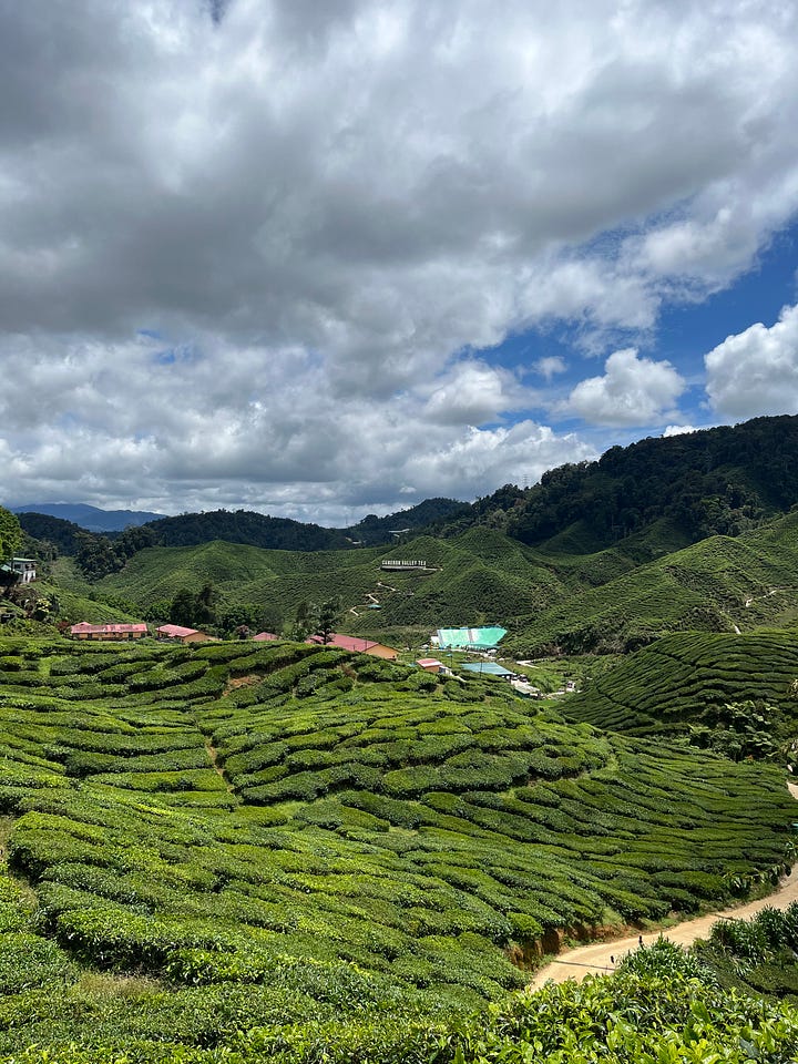 Cameron Highlands Day Tour with Lunch