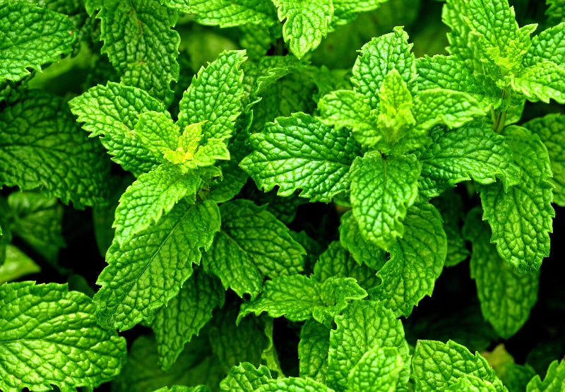Peppermint History Peppermint History