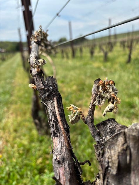 Three photos show withered shoots damaged by frost in a Maryland vineyard.