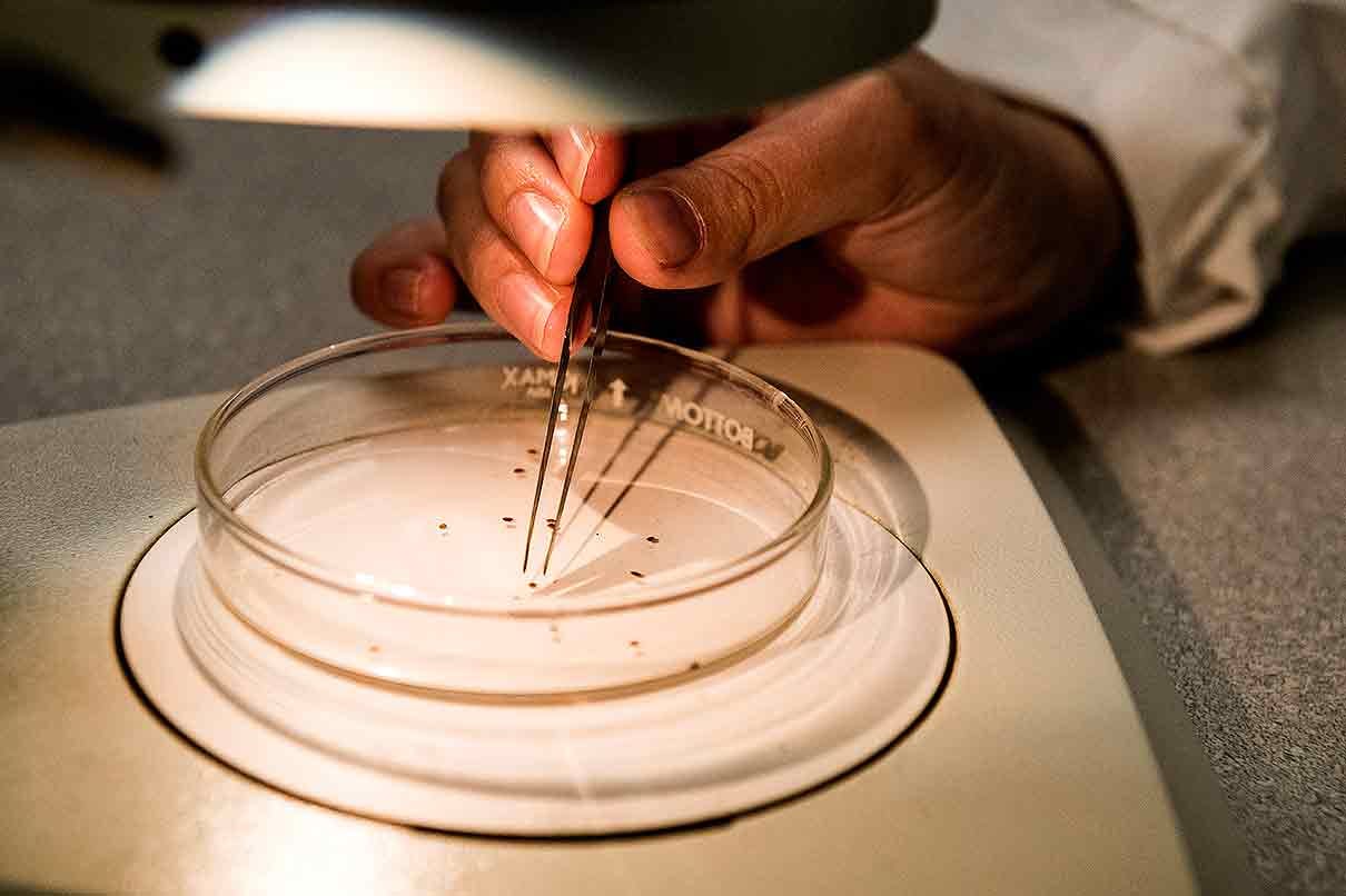 un investigador hace un test para varroa