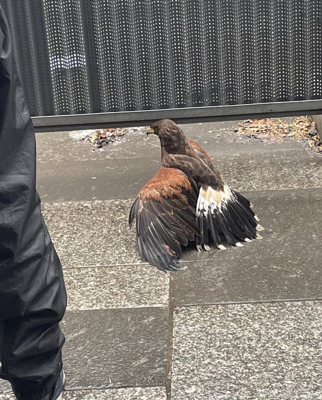 r/paris - Les pigeons parisiens c’est quelque chose