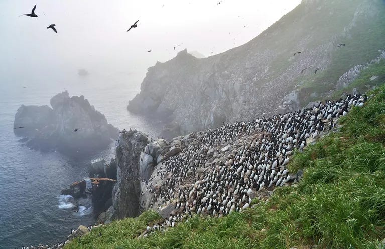 Karasev Pavel, Not penguins!