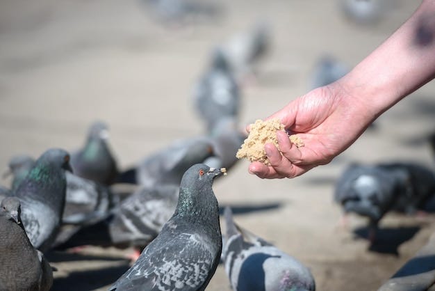 Premium Photo | Birds and a concept of the wild nature pigeons eat bread  crumbs from a human hand