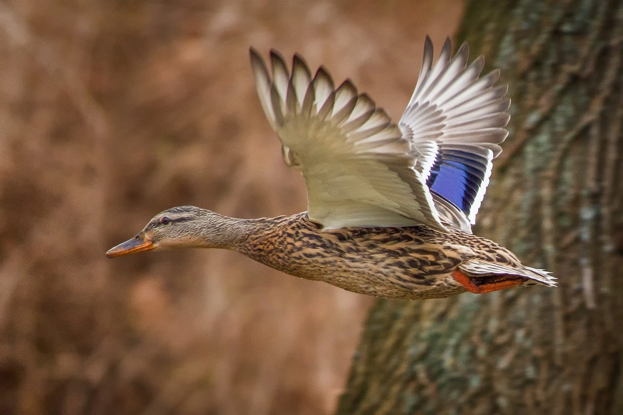 Female mallard in flight