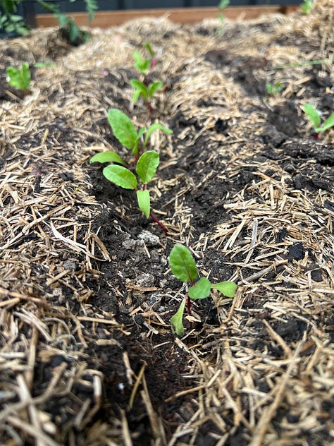 Autumn planted seedlings looking for a bit of nitrogen to put on some growth