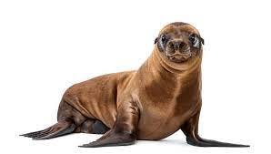 31,337 Sea Lion Stock Photos, Pictures & Royalty-Free Images - iStock