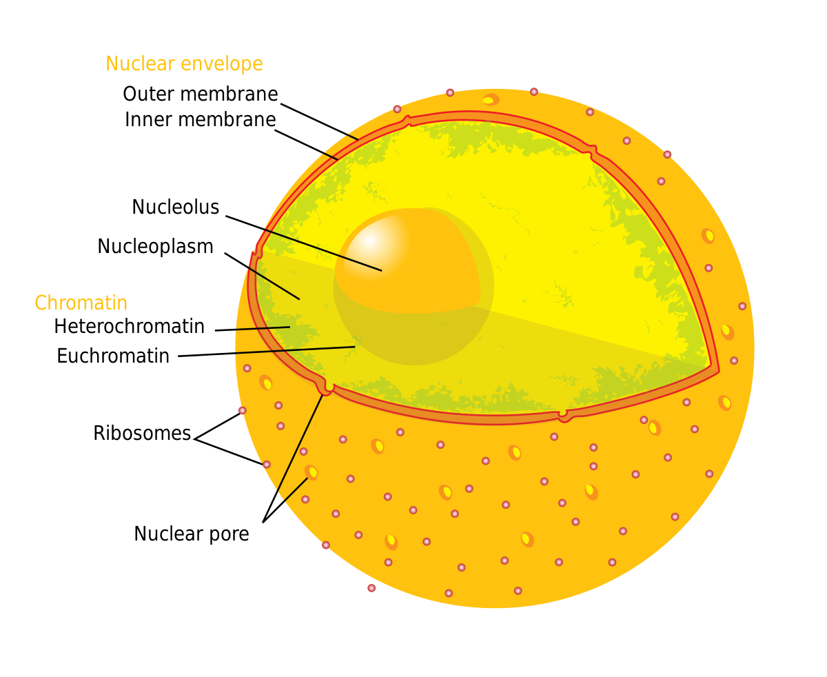 Nuclear pore - Wikipedia Nuclear pore - Wikipedia