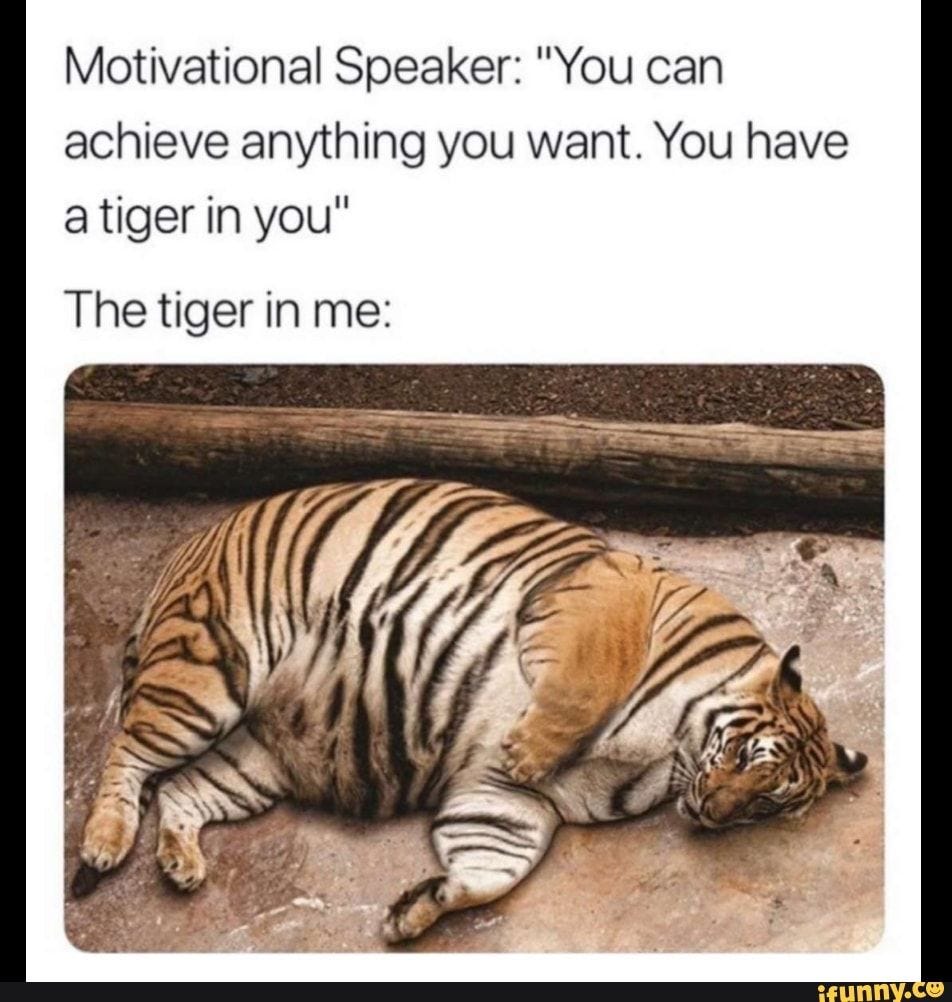 Motivational Speaker: "You can achieve anything you want. You have a tiger  in you" The tiger in me: - iFunny | Funny animal memes, Morning humor, Funny
