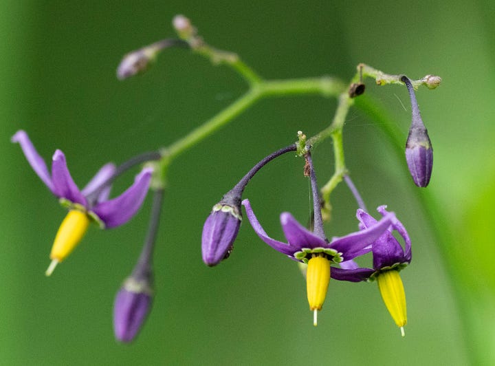 Purple and yellow flowers of bittersweet and green foliage