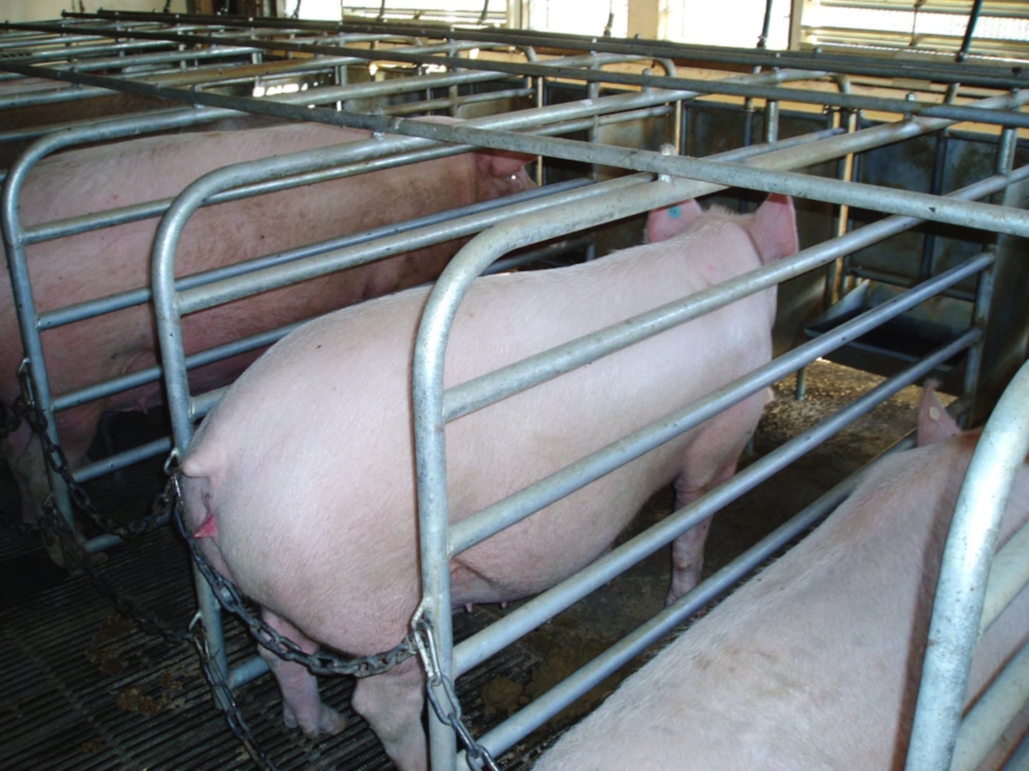Pigs in mating stalls. Photo / RSPCA Pigs in mating stalls. Photo / RSPCA