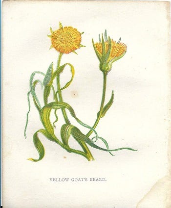From the Spring Foraging Cookbook: Goat's Beard and Ground Ivy