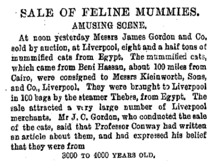 SALE OF FELINE MUMMIES. AMUSING SCENE. At noon yesterday Messrs James Gordon and Co. sold by auction, at Liverpool, eight and a half tons of mummified cats from Egypt. The mummified cats, which came from Beni Hassan, about 100 miles from Cairo, were consigned to Messrs Kleinworth, Sons, and Co., Liverpool, They were brought to Liverpool in 100 bags by the steamer Thebes, from Egypt. The sale attracted a very large number of Liverpool merchants, Mr J. C. Gordon, who conducted the sale of the cats