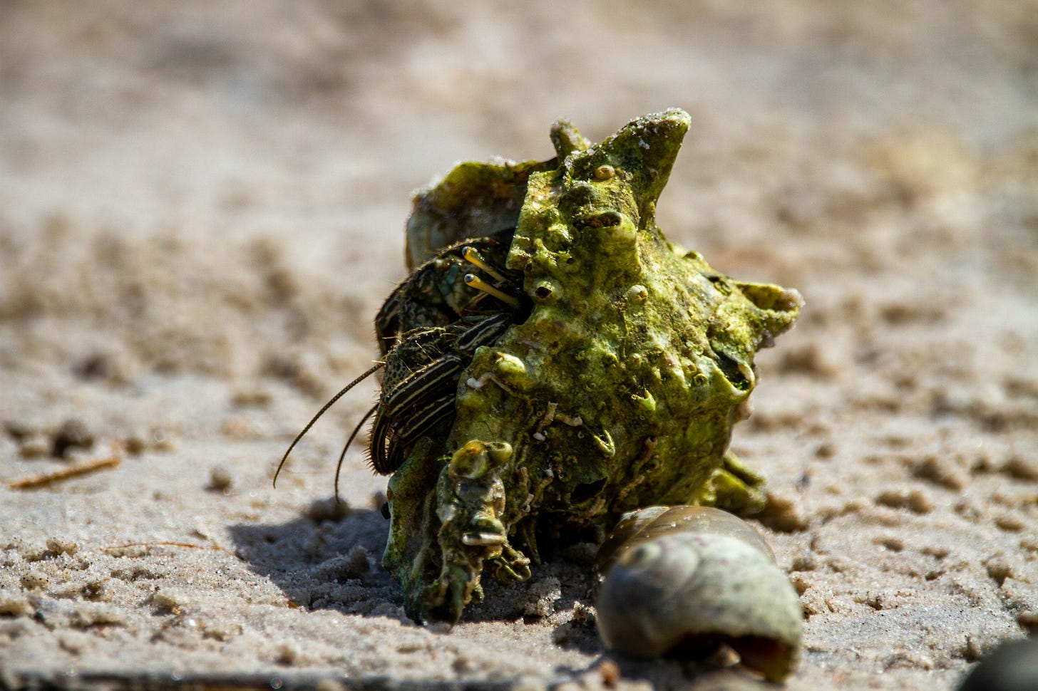 Do not think about Hermit Crabs Do not think about Hermit Crabs