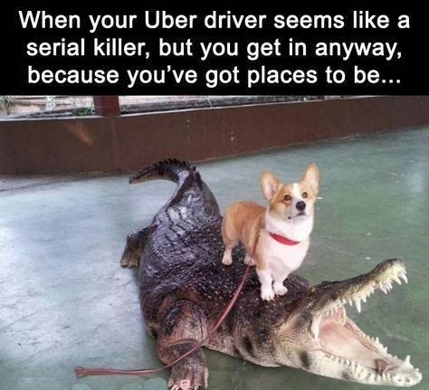 13 Animals Who Are Using The Uber Services (Memes) - I Can Has Cheezburger? 13 Animals Who Are Using The Uber Services (Memes) - I Can Has Cheezburger?