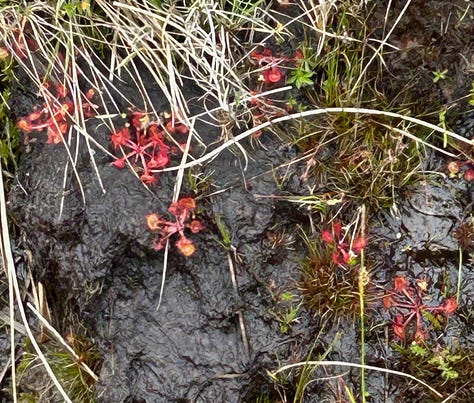 Glistening sticky sundew plants, a purple orchid and bright yellow tormentil flower
