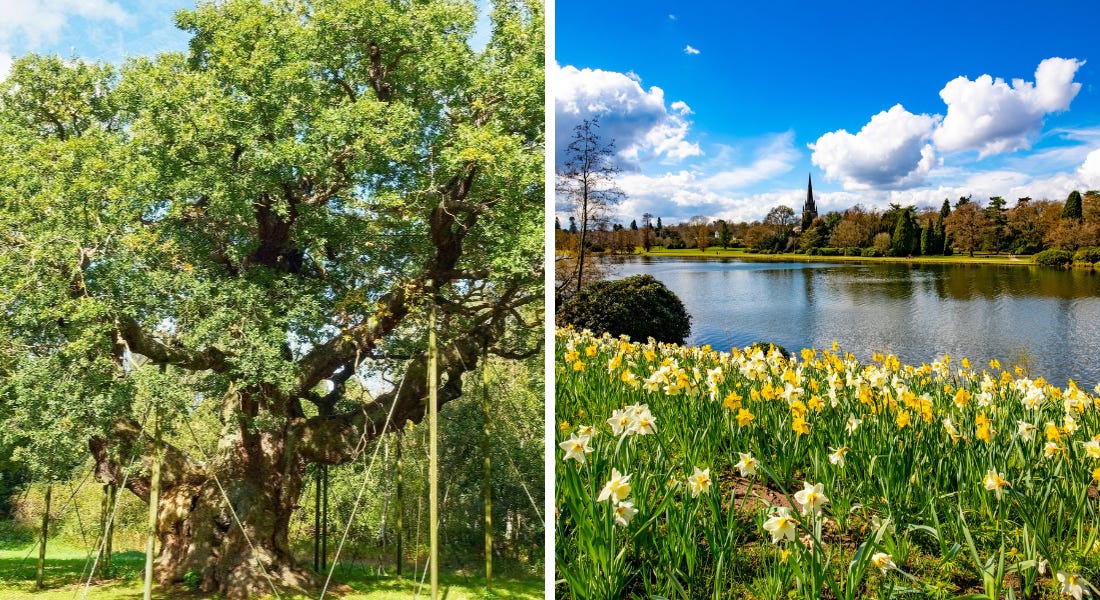 Two pictures - one of a green tree with dark brown branches, and one of a lake with daffodils next to it