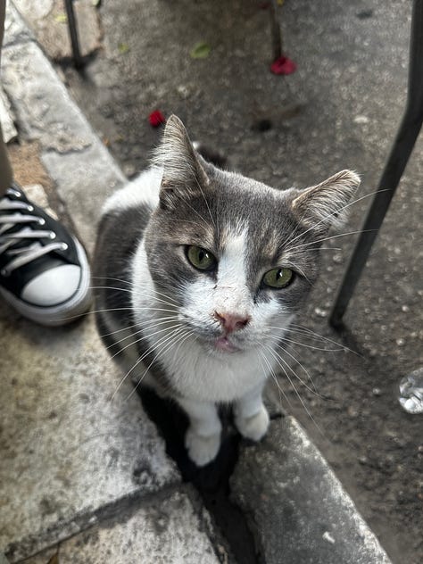Cats of Athens 