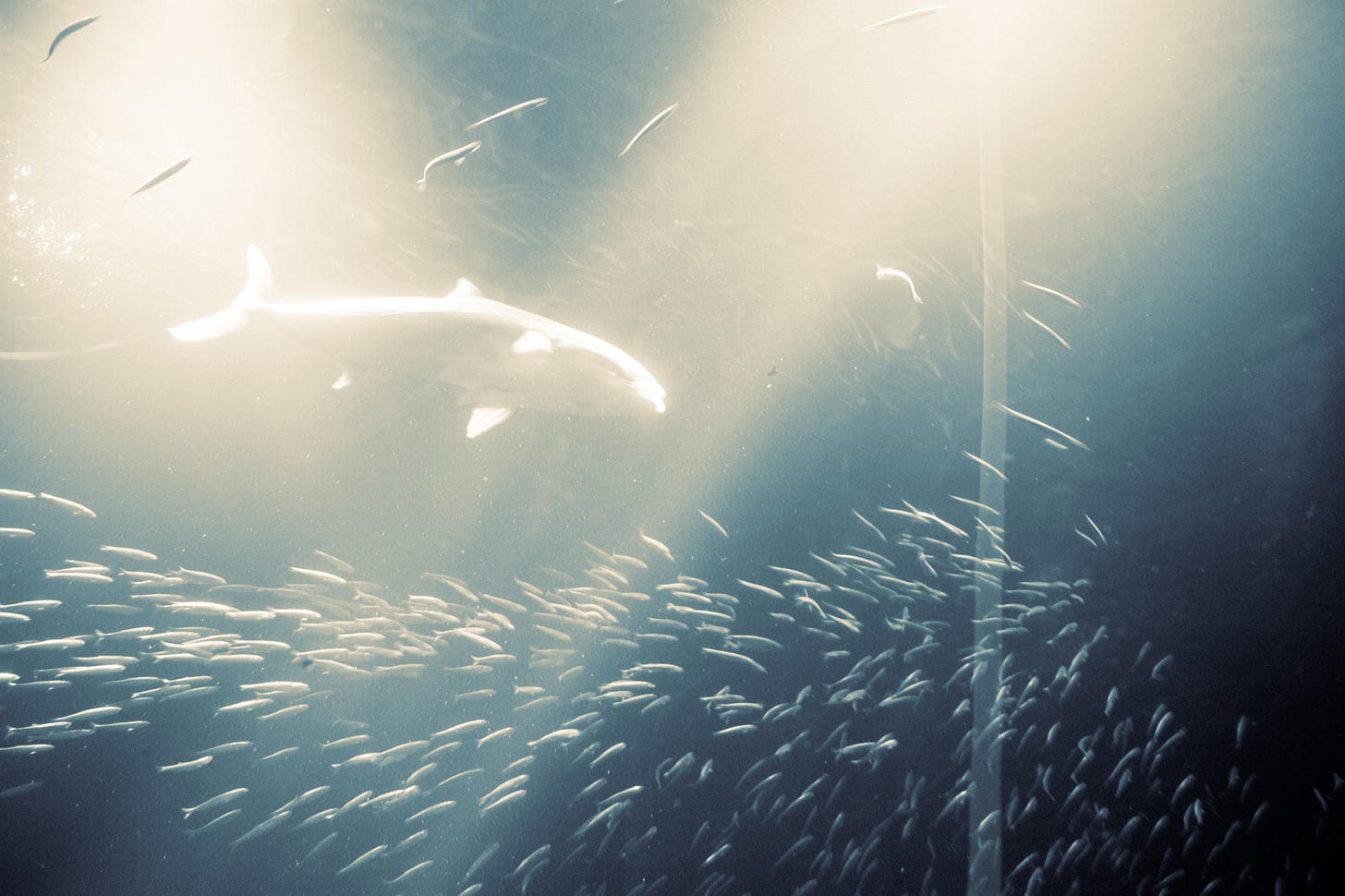 A silvery monochrome image of a school of fish surrounding a larger fish.