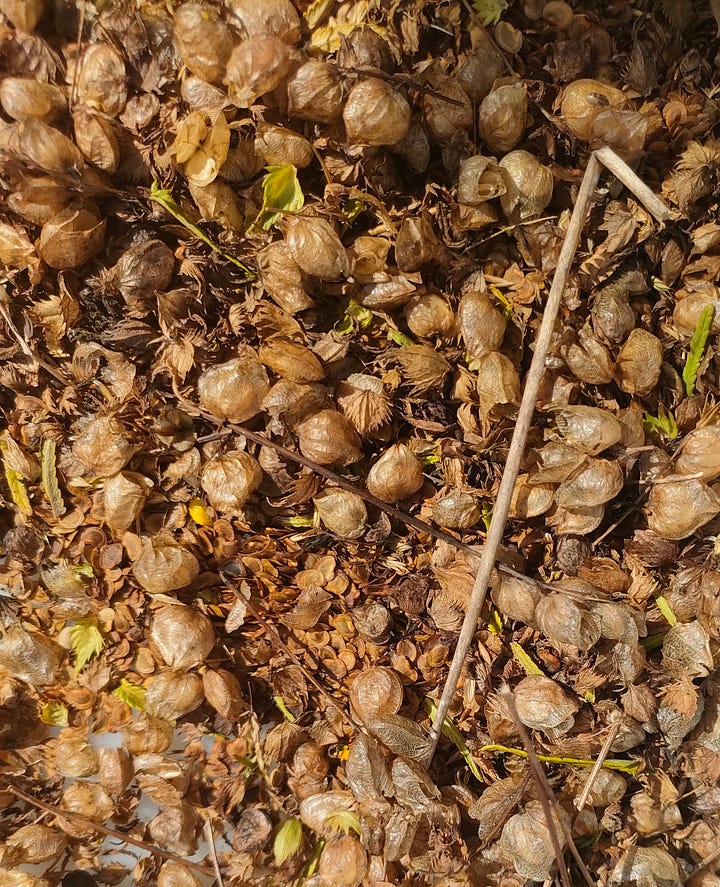 collected yellow rattle seeds, a british wildflower meadow