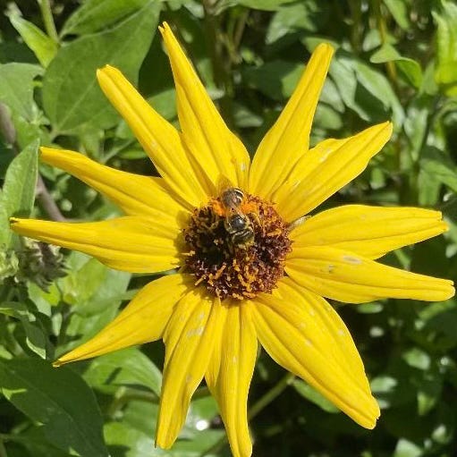 Coastal sage scrub, drought, and invasive species