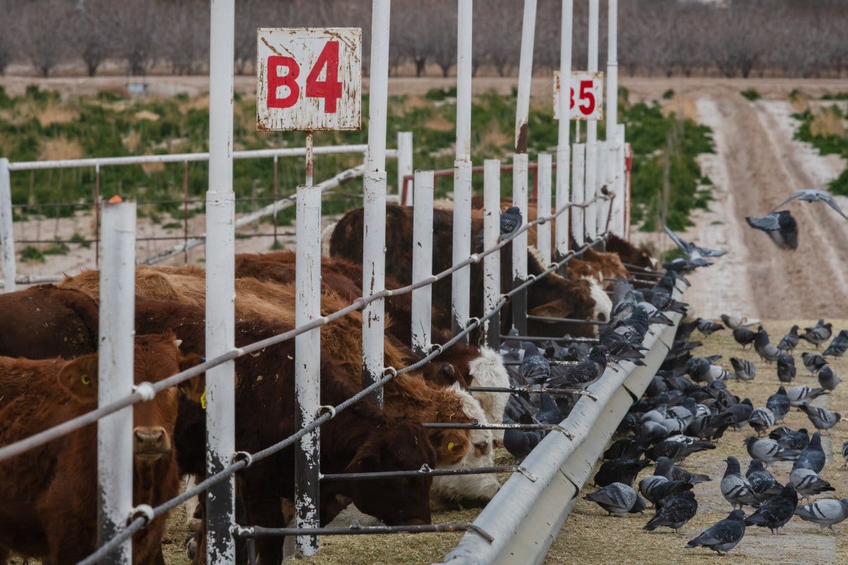 Communities along the U.S-Mexico border are bracing for the New World screwworm, a fly that poses a major threat to Texas' billion-dollar cattle industry.