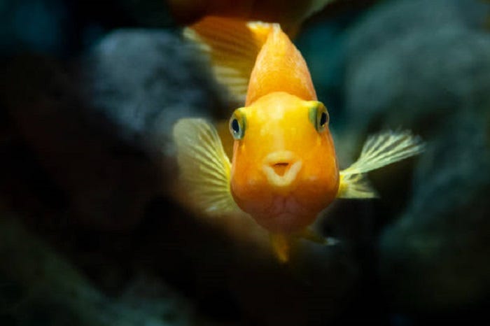 Fish Signification Money How Does Fish Symbolism Signify Abundance and Prosperity?