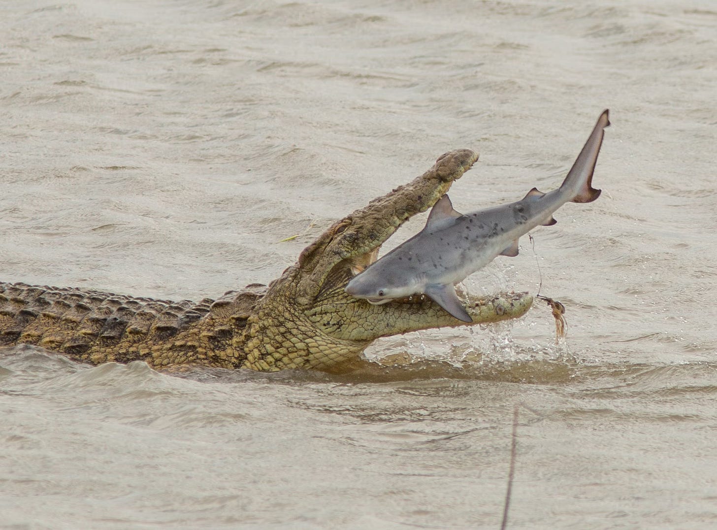 crocodile eating a shark (small)