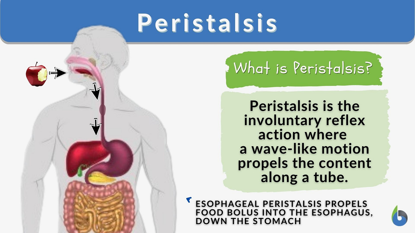 Peristalsis - Definition and Examples - Biology Online Dictionary